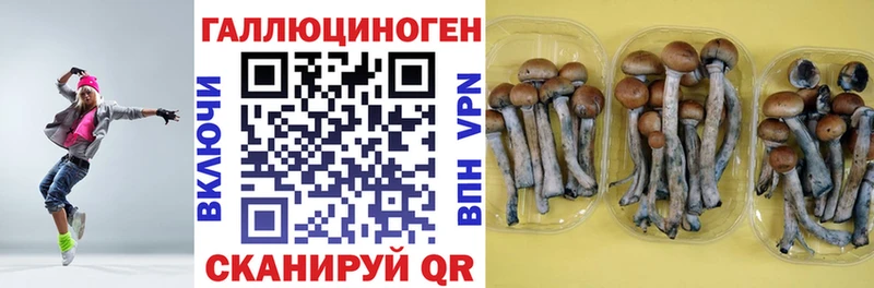 Галлюциногенные грибы Psilocybine cubensis  магазин    Баксан 